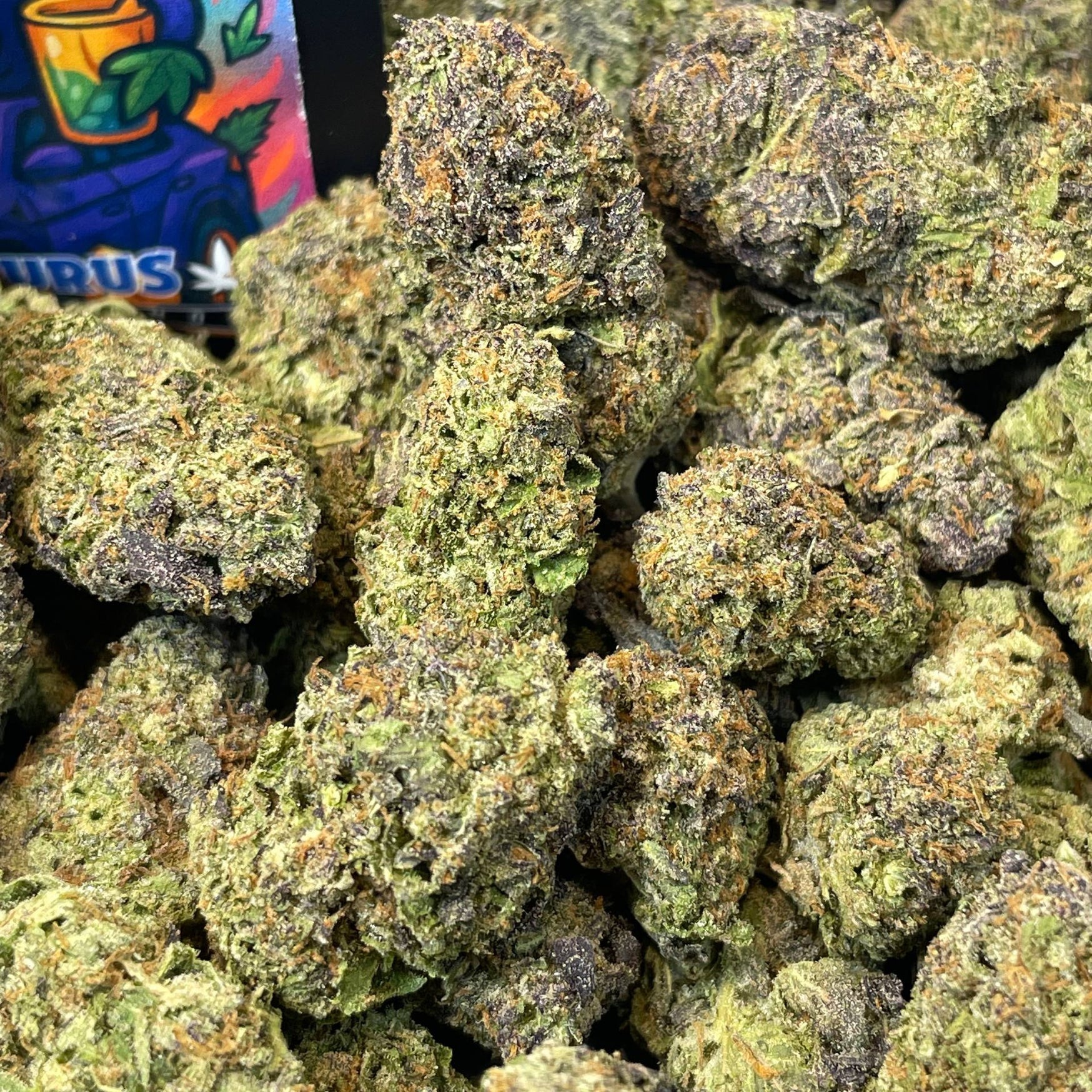 PURPLE URUS - ESPAGNOL (Δ-9 THC)