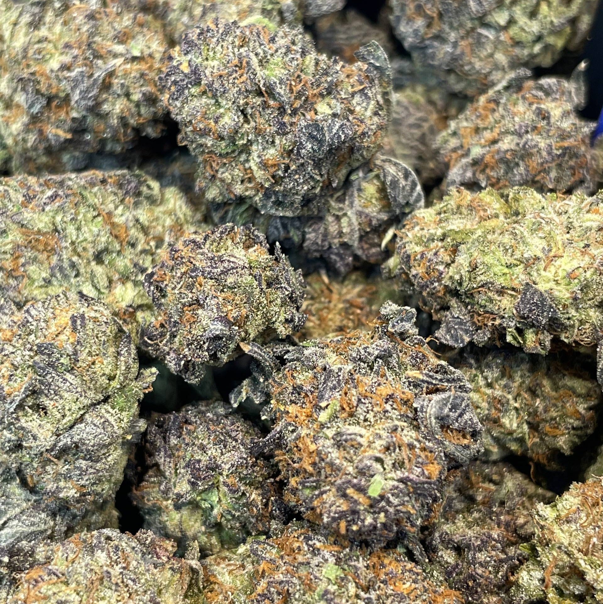 BLUEBERRY - ESPAGNOL (Δ-9 THC)