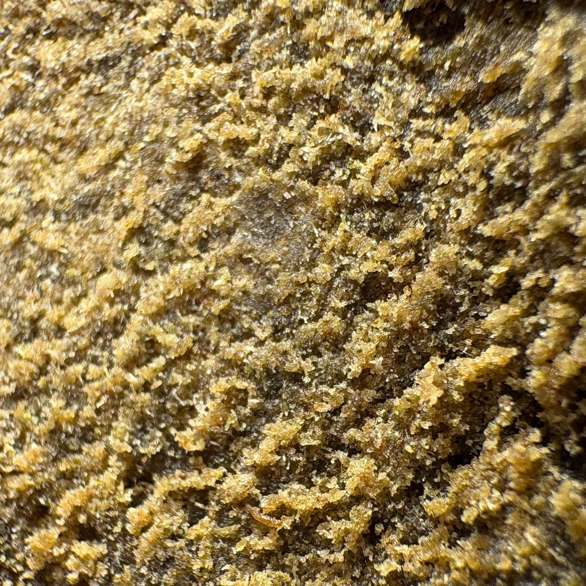 Image of BLUE ZUNAMIE (Δ-9 THC)