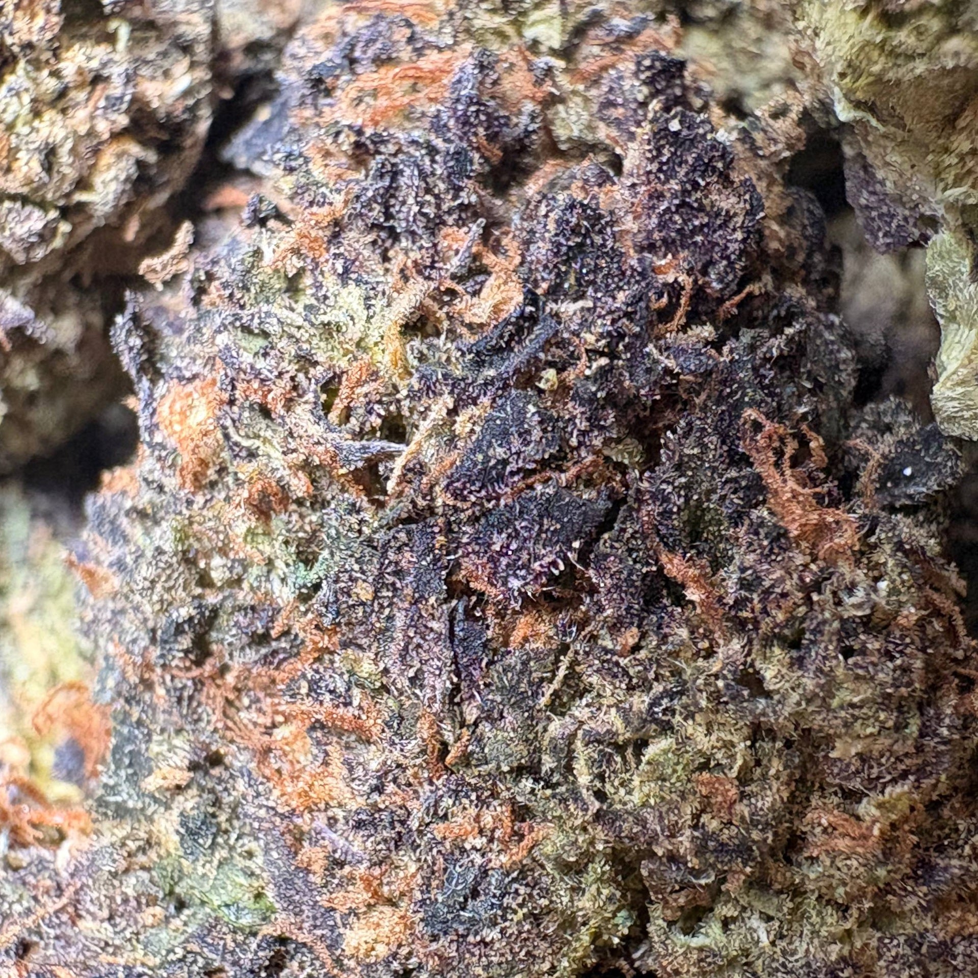 Image of PINK RUNTZ (Δ-9 THC)
