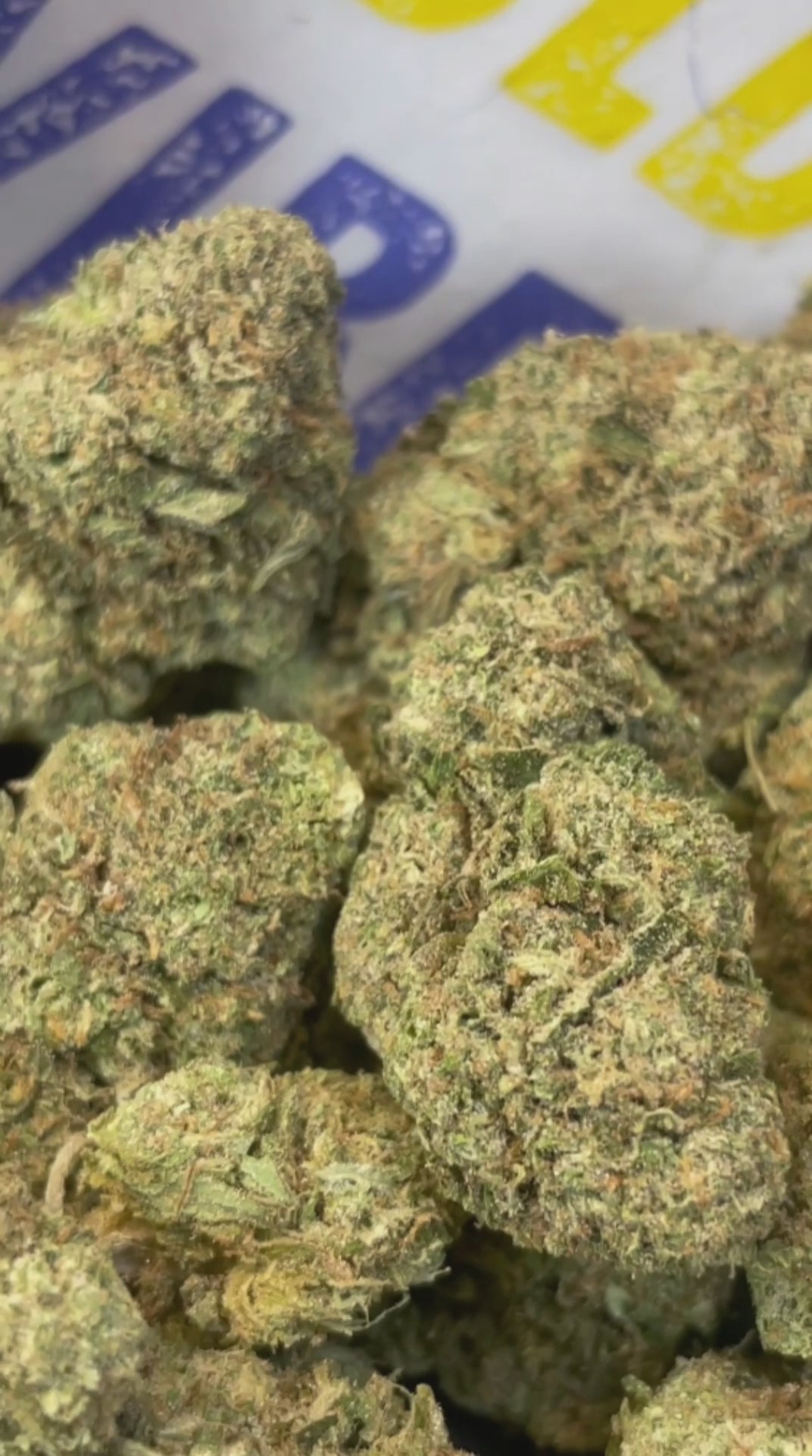 BISCOTTI - ESPAGNOL (Δ-9 THC)